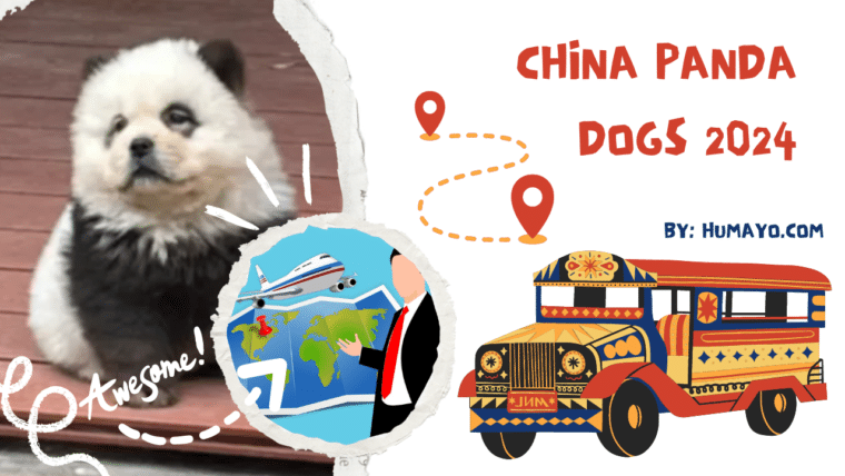 China-panda-dogs
